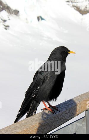 Gracchio alpino seduto su un bastone di legno al sole Foto Stock