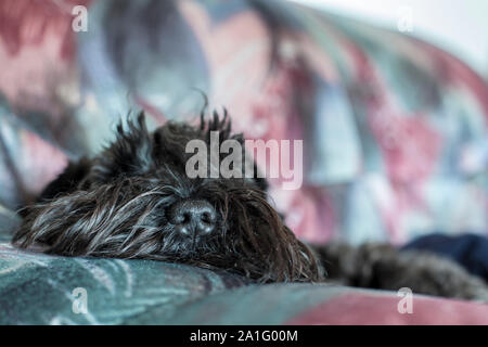 Funny black schnauzer cane stanco e sdraiato sul divano, close-up naso visibile Foto Stock