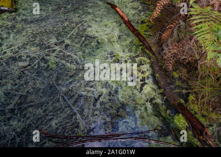 Piscina termale e lo streaming con vecchi rami di alberi giacenti nel fondo di acqua chiara con la crescita delle alghe in Whakarewarewa Redwood Forest in Rotorua Nuova Zelanda Foto Stock