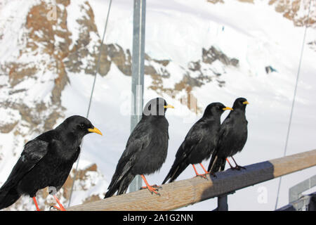 Quattro gracchi alpini seduti su un bastone di legno Foto Stock