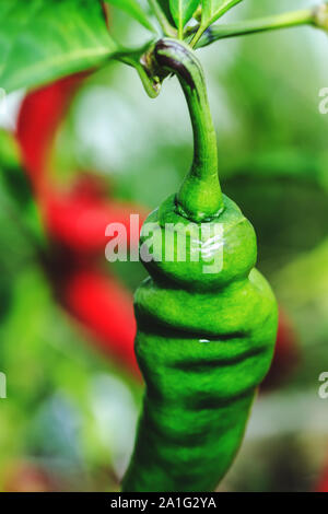 Vista superiore del peperoncino nel periodo di crescita, di colore verde. Il peperoncino appeso nel verde giardino durante i mesi estivi o caduta stagione. Appendere il piano Coreano Foto Stock