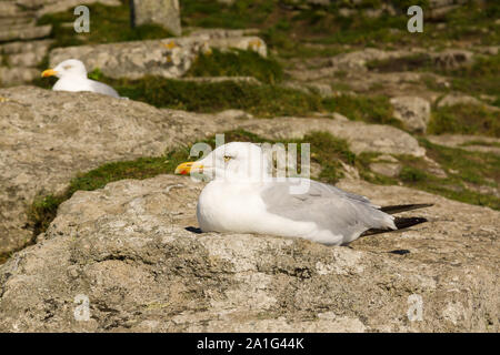 Europea di gabbiani reali nome latino Larus argentatus sono ' appollaiati tra le rocce in Mounts Bay in Cornovaglia Foto Stock