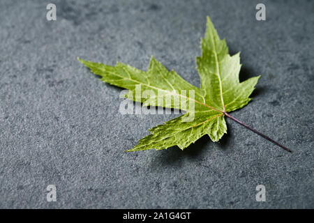 Essiccato Maple Leaf su sfondo di pietra; close up Foto Stock