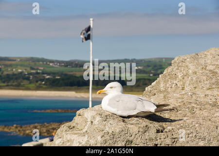 Aringa europea gull nome latino Larus argentatus sono ' appollaiati tra le rocce in Mounts Bay in Cornovaglia con una bandiera della Cornovaglia e il paesaggio sullo sfondo Foto Stock