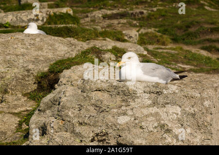 Europea di gabbiani reali nome latino Larus argentatus sono ' appollaiati tra le rocce in Mounts Bay in Cornovaglia Foto Stock