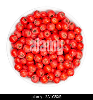 Firethorn frutti in bianco ciotola. Fresche e mature, di colore arancio semi di Pyracantha. I frutti possono essere realizzate in gelatina. Alimenti per uccelli. Closeup, dall'alto. Foto Stock