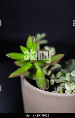 Primo piano isolato di tre diverse piante succulente in un marrone coprivaso Foto Stock