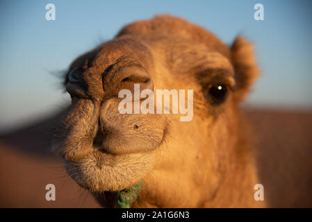 Close up[ del cammello nel deserto del Marocco Foto Stock