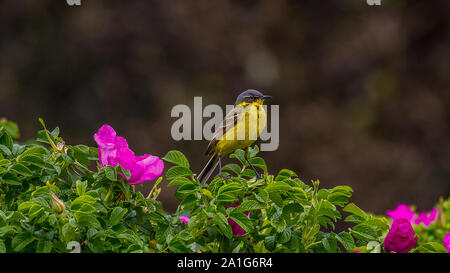 Il grigio-headed wagtail (Motacilla flava thunbergi), maschio su una fioritura rose Bush. Immagine della tarda primavera, costa orientale del Golfo di Finlandia. Baltic Foto Stock