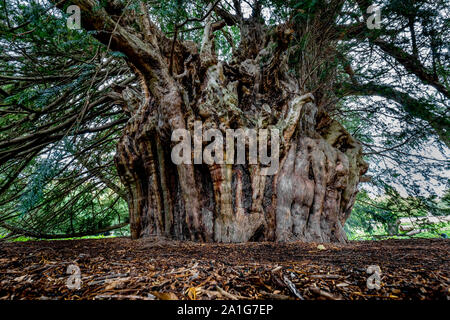 L'antica Ankerwycke Yew vicino Wraysbury nel Berkshire REGNO UNITO UN 1500 forse 2500 anno vecchio albero Foto Stock