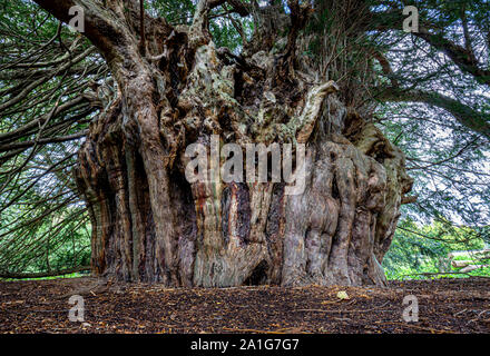 L'antica Ankerwycke Yew vicino Wraysbury nel Berkshire REGNO UNITO UN 1500 forse 2500 anno vecchio albero Foto Stock