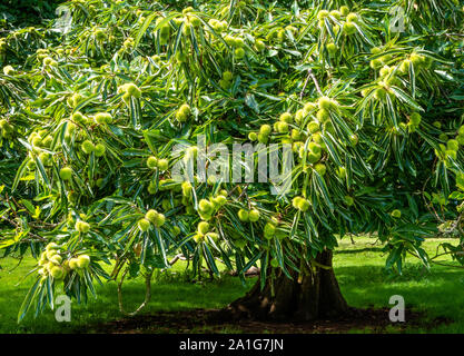 Sweet Chestnut Castanea sativa albero in un parco naturale portante un raccolto pesante di cupules pungenti - Somerset REGNO UNITO Foto Stock