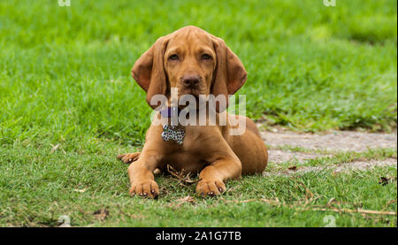 Un cucciolo marrone vizsla giacente in erba appoggiato comodamente dopo la riproduzione nel cortile posteriore Foto Stock