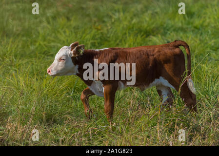 Piccole di vitello neonato nel campo in inizio di caduta in Nuova Inghilterra, STATI UNITI D'AMERICA Foto Stock