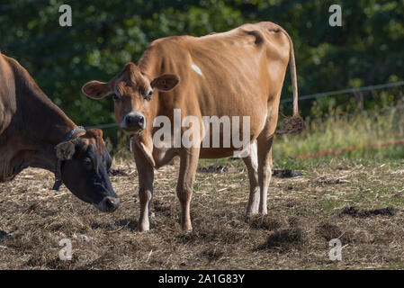 Jersey mucca con la faccia delicata nel campo in inizio di caduta, New England, STATI UNITI D'AMERICA Foto Stock