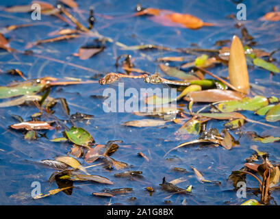 Common darter dragonfly coppia ovipositing con aggancio a maschio e femmina immergendo il suo addome sulla superficie dell'acqua - Hampshire REGNO UNITO Foto Stock