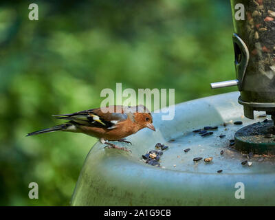 Un maschio comune (fringuello Fringilla Coelebs) sorgeva su un bird feeder circa per selezionare alcuni semi da mangiare Foto Stock