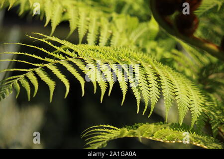 Sphaeropteris cooperi, Cyathea cooperi, lacy tree fern, squamosa tree fern, o Cooper's tree fern germoglio di fiore Foto Stock