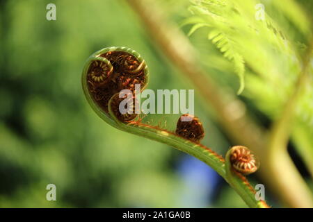 Sphaeropteris cooperi, Cyathea cooperi, lacy tree fern, squamosa tree fern, o Cooper's tree fern germoglio di fiore e dispiegarsi crosiers Foto Stock