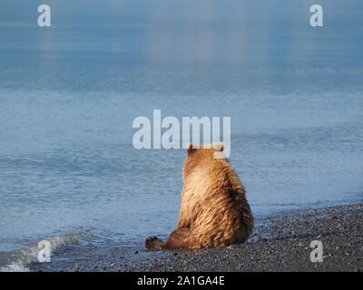 Refrigerazione marrone rilassante Orso grizzly Katmai Alaska USA Foto Stock