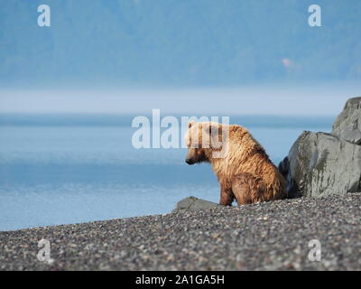 Bruno Orso grizzly seduta rilassante Katmai Alaska USA Foto Stock