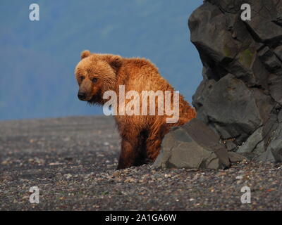 Bruno Orso grizzly seduta rilassante Katmai Alaska USA Foto Stock