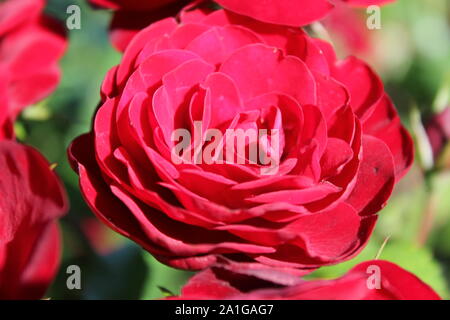 Bella floribunda lavaglut korlech rose che crescono in un giardino. Foto Stock