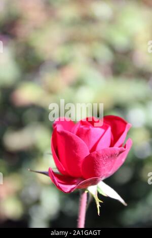 Bella floribunda lavaglut korlech rose che crescono in un giardino. Foto Stock