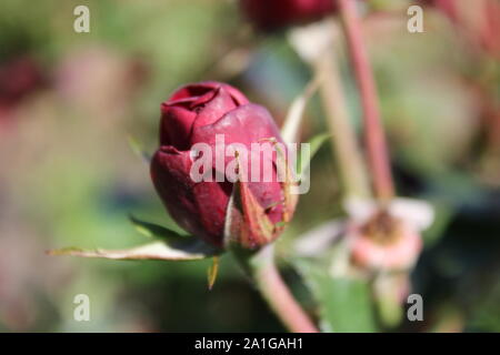 Bella floribunda lavaglut korlech rose che crescono in un giardino. Foto Stock