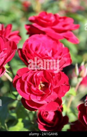 Bella floribunda lavaglut korlech rose che crescono in un giardino. Foto Stock