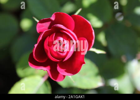 Bella floribunda lavaglut korlech rose che crescono in un giardino. Foto Stock