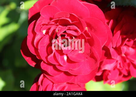 Bella floribunda lavaglut korlech rose che crescono in un giardino. Foto Stock