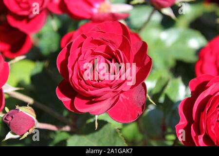 Bella floribunda lavaglut korlech rose che crescono in un giardino. Foto Stock