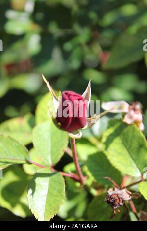 Bella floribunda lavaglut korlech rose che crescono in un giardino. Foto Stock