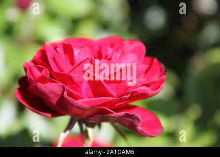 Bella floribunda lavaglut korlech rose che crescono in un giardino. Foto Stock