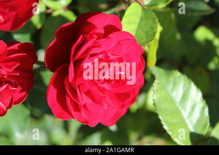 Bella floribunda lavaglut korlech rose che crescono in un giardino. Foto Stock