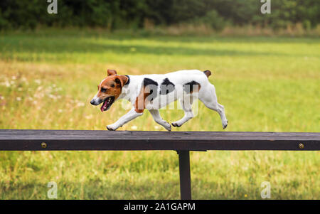 Piccolo Jack Russell Terrier cane che corre su alto ponte in legno ramp ostacolo alla formazione di agilità, offuscata prato in background Foto Stock