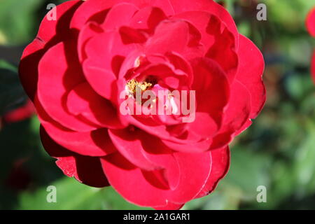 Bella floribunda lavaglut korlech rose che crescono in un giardino. Foto Stock