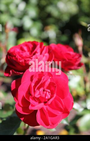 Bella floribunda lavaglut korlech rose che crescono in un giardino. Foto Stock