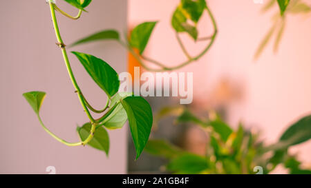 Ramo di golden pothos con close-up su una foglia Foto Stock