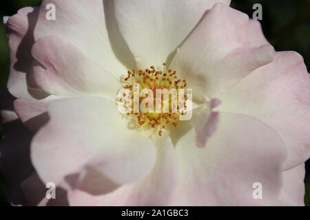 Bella brite occhi rosa rampicante che cresce in un giardino. Foto Stock