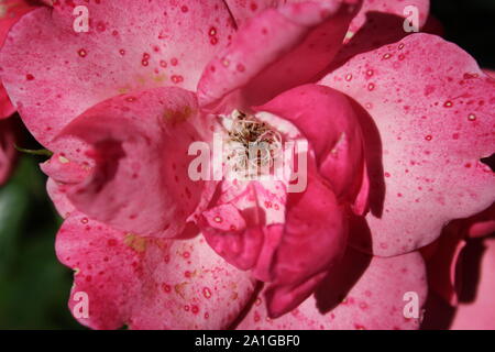 Bella brite occhi rosa rampicante che cresce in un giardino. Foto Stock