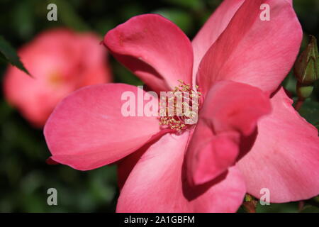 Bella brite occhi rosa rampicante che cresce in un giardino. Foto Stock