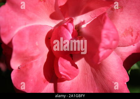 Bella brite occhi rosa rampicante che cresce in un giardino. Foto Stock