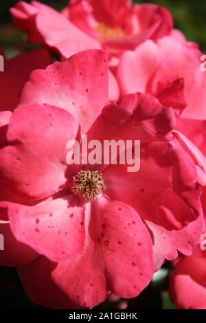 Bella brite occhi rosa rampicante che cresce in un giardino. Foto Stock