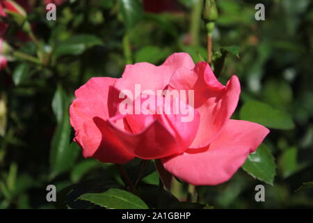 Bella brite occhi rosa rampicante che cresce in un giardino. Foto Stock