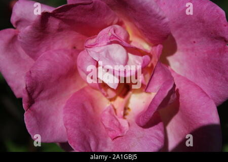 Bella brite occhi rosa rampicante che cresce in un giardino. Foto Stock