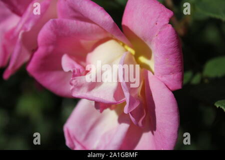 Bella brite occhi rosa rampicante che cresce in un giardino. Foto Stock