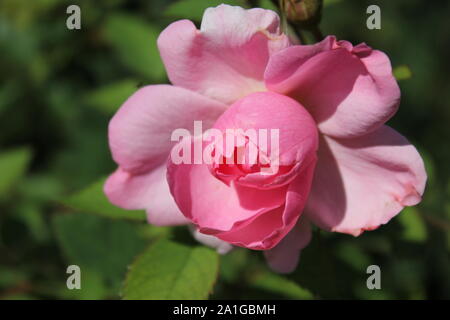 Bella brite occhi rosa rampicante che cresce in un giardino. Foto Stock