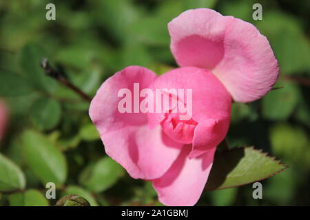 Bella brite occhi rosa rampicante che cresce in un giardino. Foto Stock